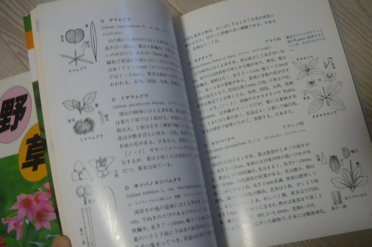 ●野草図鑑⑧はこべの巻＆野草500種　古本