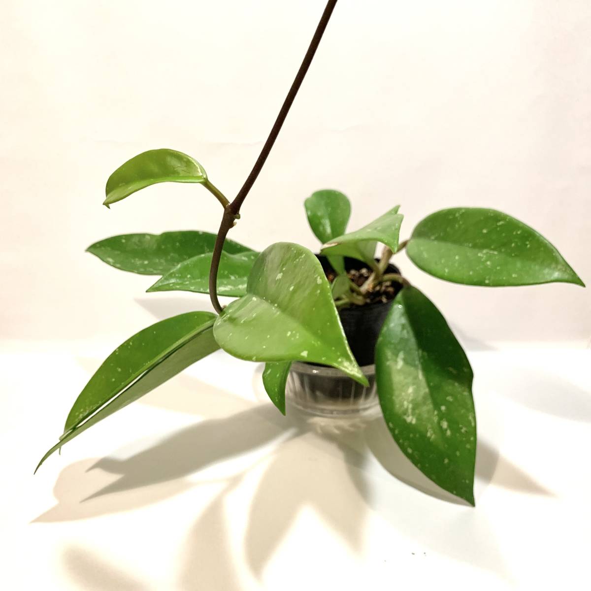 【2】観葉植物　ポットごと　ホヤ プビカリクス シルバーピンク Hoya pubicalyx ‘Silver Pink’ とても丈夫で育てやすいです　　_画像4