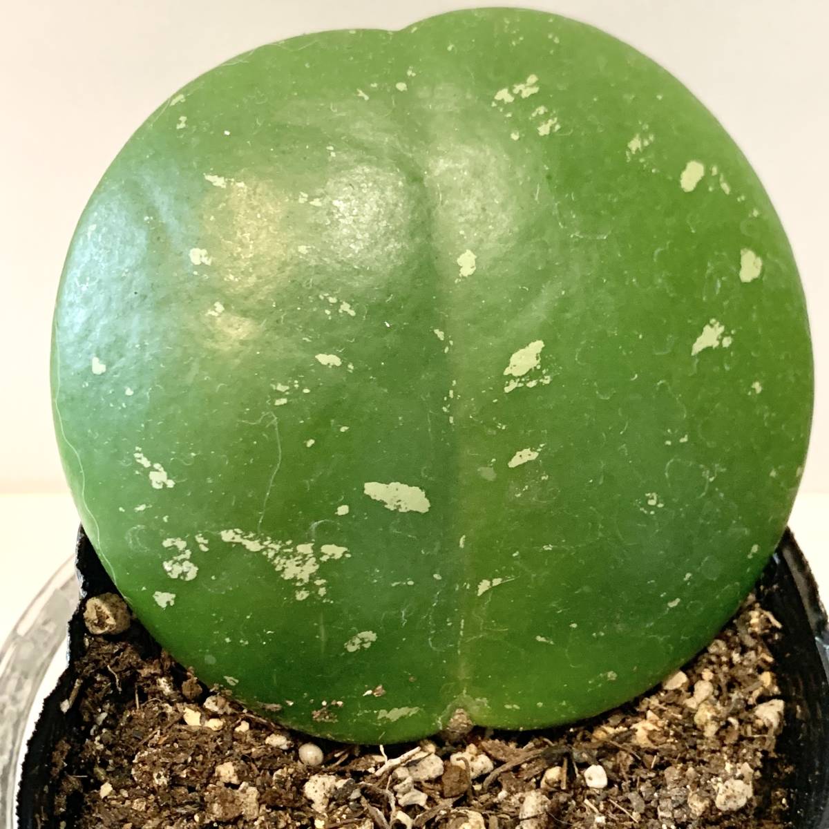 観葉植物　ポットごと　ホヤ　オボバタ HOYA Obovata まんまるの葉っぱがかわいい　丈夫で育てやすくかわいい花が咲きます。_画像3