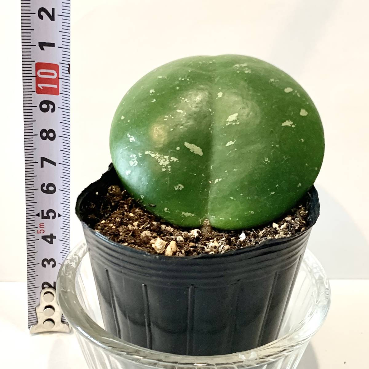 観葉植物　ポットごと　ホヤ　オボバタ HOYA Obovata まんまるの葉っぱがかわいい　丈夫で育てやすくかわいい花が咲きます。_画像10