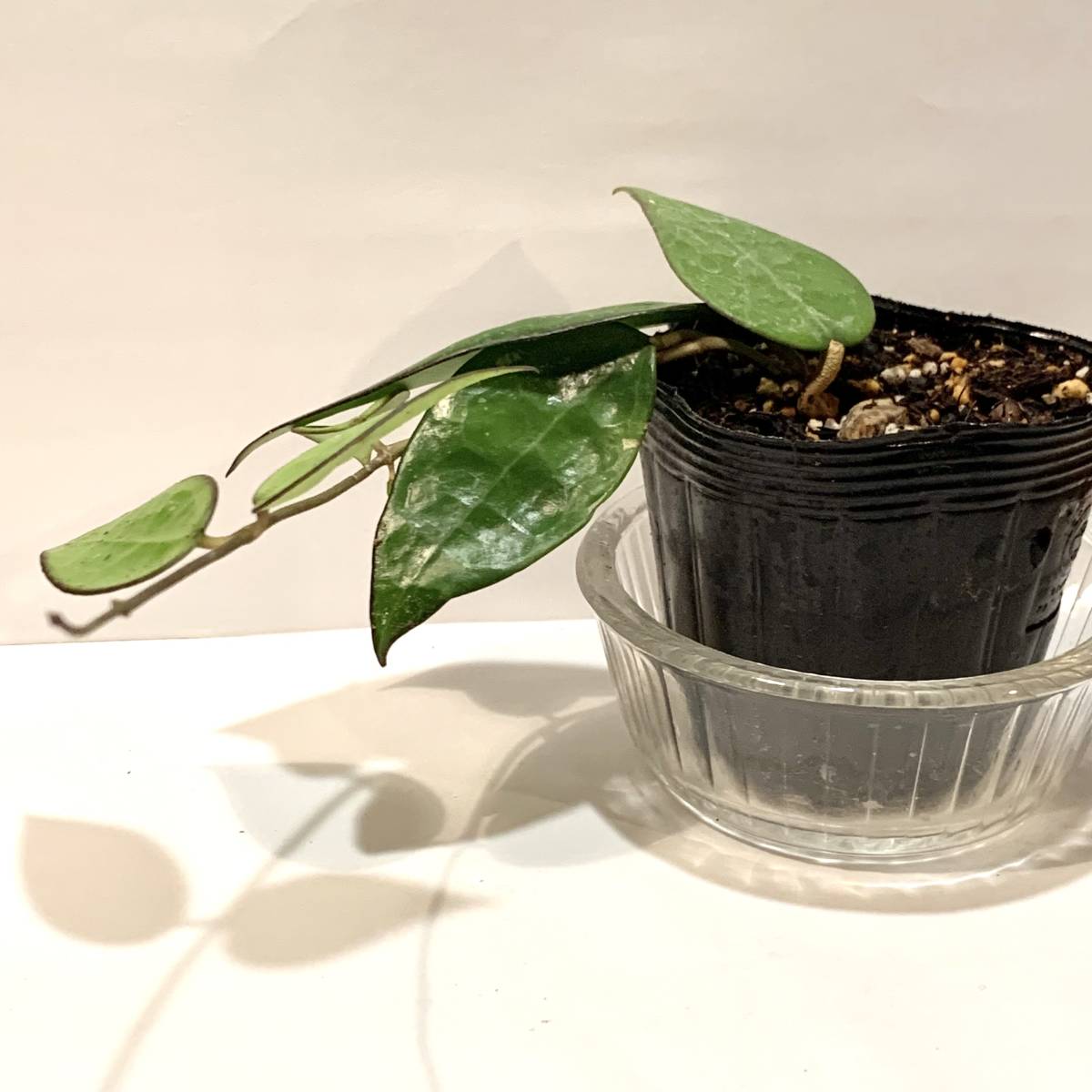 観葉植物　ホヤ パラシティカ ブラックエッジ　Hoya parasitica black edge　　ブラックマージン　　ポットごと　ハンギング向け_画像6