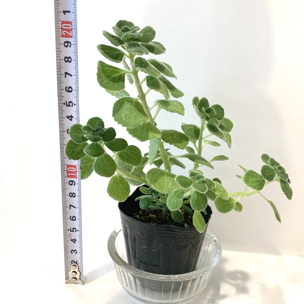 【3】観葉植物　多肉植物　ハーブ アロマティカス 　ポットごと　ミントの香り_画像8