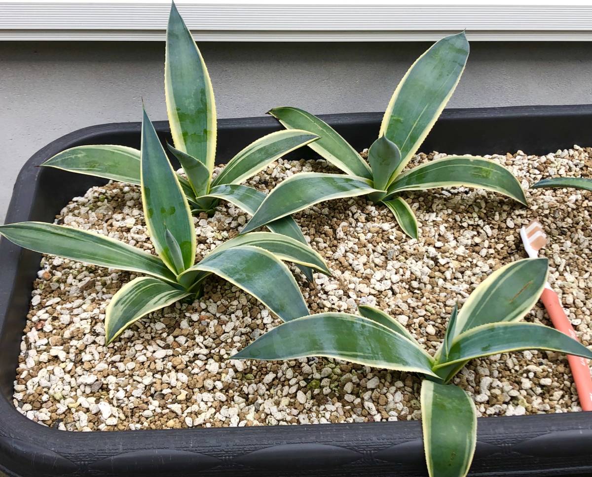 ４苗セット！　アガベ・ウエベリー アリゾナスター① Agave weberi variegata "Arizona Star"_画像3