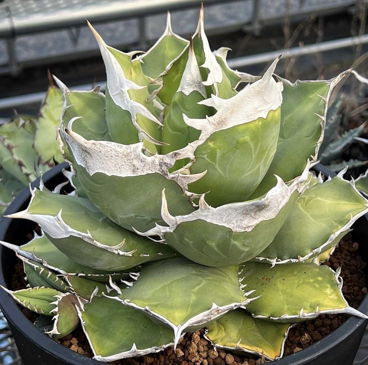 アガベ チタノタ  南アフリカダイヤモンド  Agave titanota  South Africa Diamond  ③