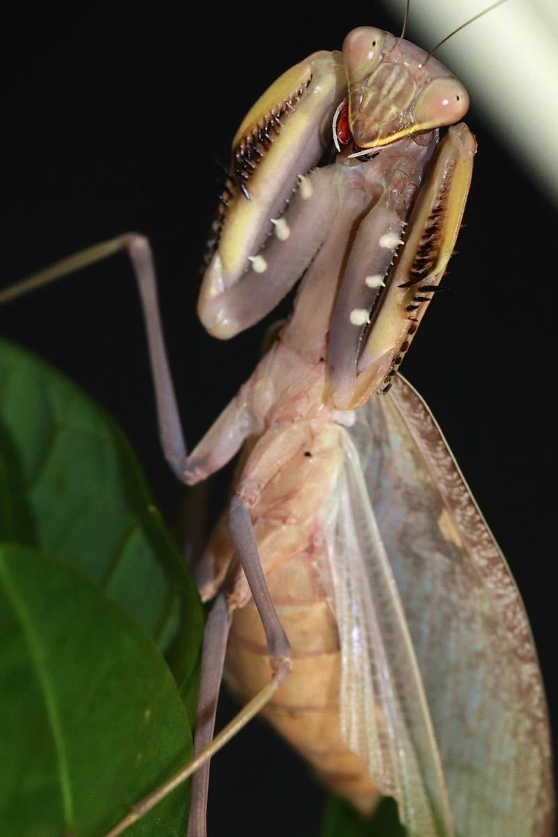 Sphodromantis sp ペア CB カマキリ