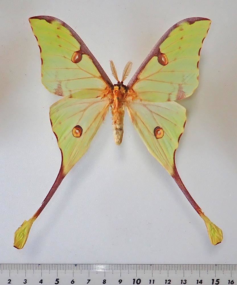 アフリカ産蛾類展翅標本 Nudaurelia eblis(ヤママユガ科)1 アフリカ産蛾類展翅標本 Nudaurelia eblis(ヤママユガ科)1