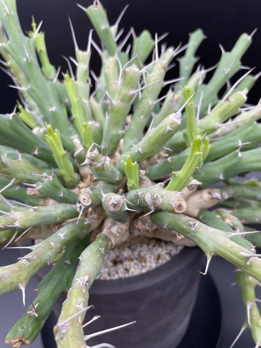 Euphorbia graciliramea　ユーフォルビア グラキリラメア_画像1