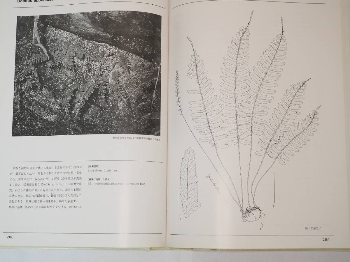 日本のシダ植物図鑑 東京大学出版会発行の　第1・2・3・4・5巻 です。_画像4