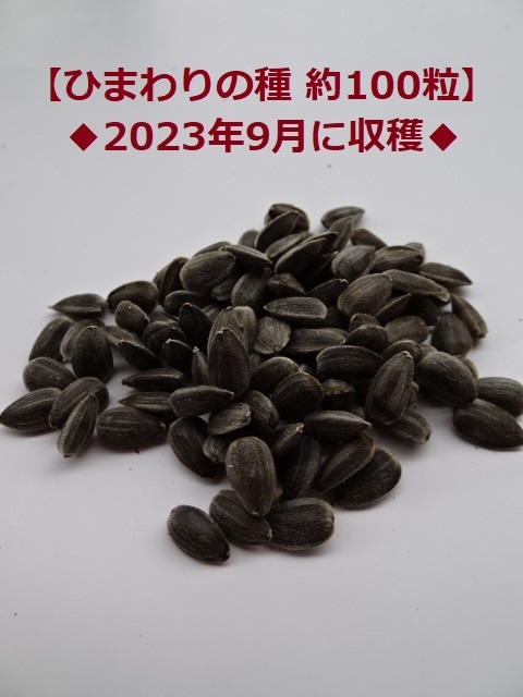 ひまわりの種【100粒】2023年採取♪向日葵の種◆複数入札可能◆の画像1