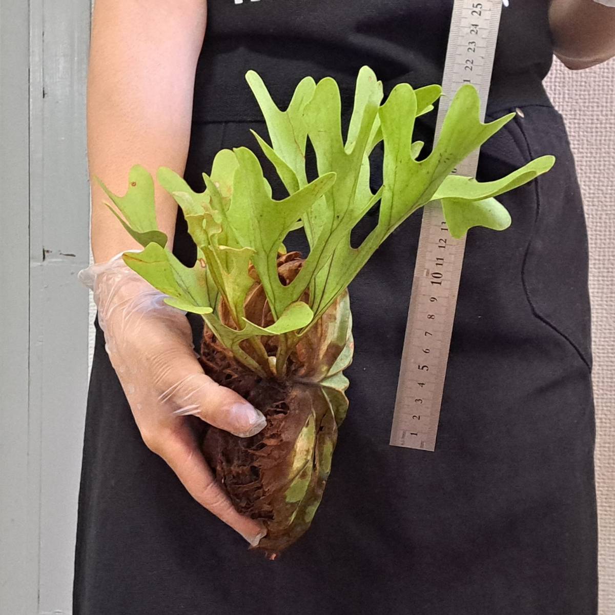 1円スタート 36 ビカクシダ 植物 Platycerium ridleyi プラティケ
