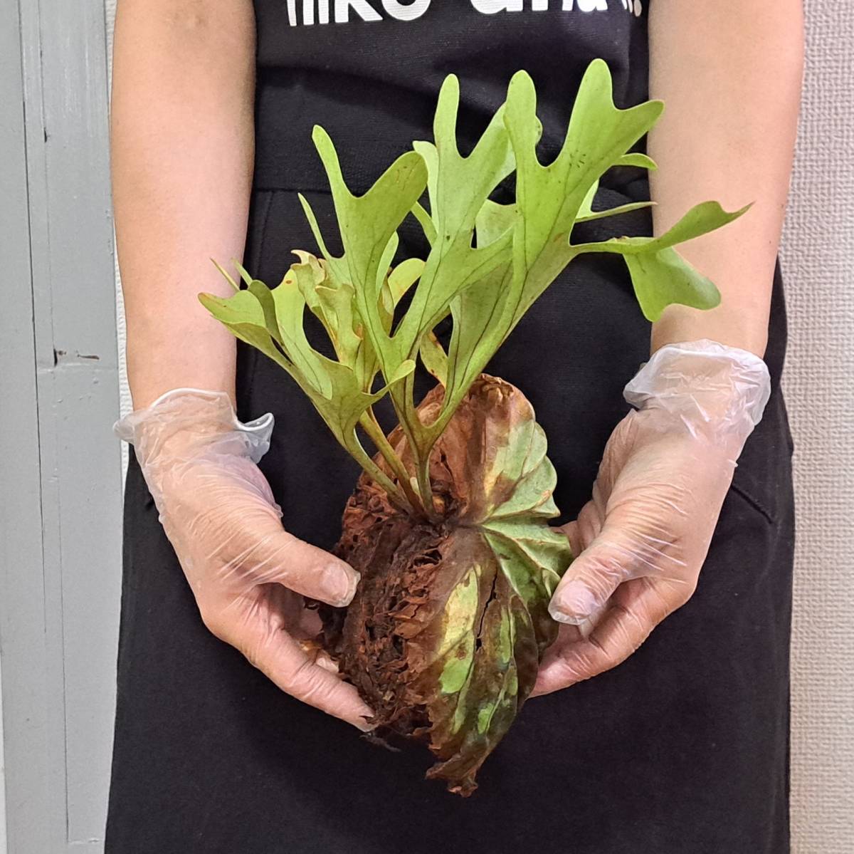 1円スタート 36 ビカクシダ 植物 Platycerium ridleyi プラティケ
