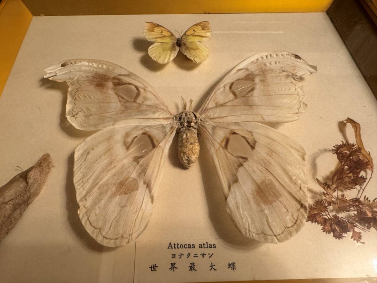 Attocas atlasyonagni sun specimen .. country ..ata rental Atlas yonakni sun butterfly antique collection 