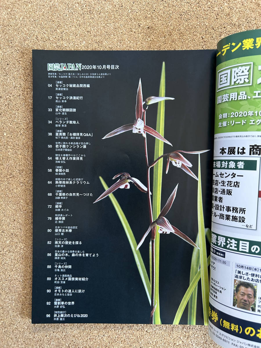  садоводство JAPAN 2020 год 10 месяц номер богатство и знатность орхидея длина сырой орхидея весна орхидея десять тысяч год синий can AOI * природа .. сырой Ran 