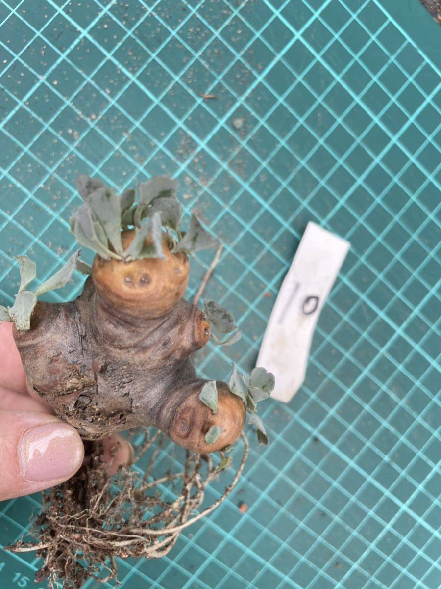 花、園芸貴重 現在株 植え付け一年 塊根植物 オトンナ カカリオイデス