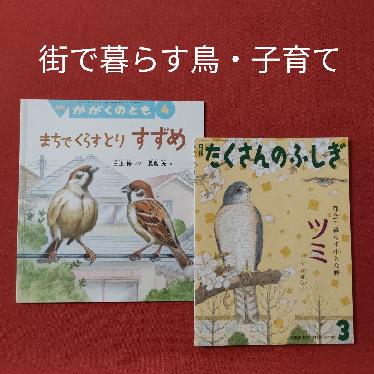 たくさんのふしぎ　 かがくのとも　都会で暮らす小さな鷹ツミ　まちでくらすとり　すずめ　 福音館