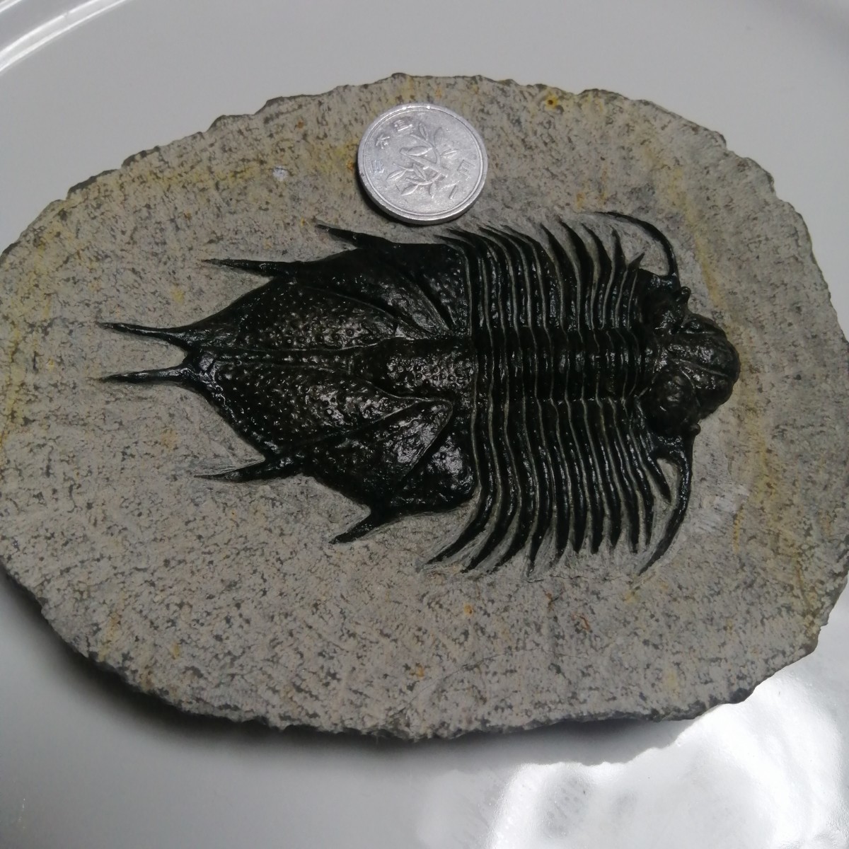  fossil Mitsuha insect moroko production Acanthopyge Haueri