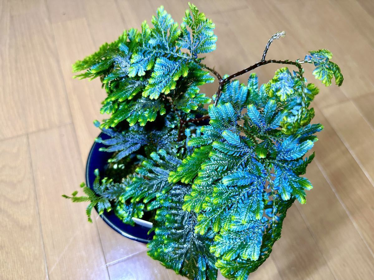 【極蒼】selaginella willdenowii セラギネラ　ウィルデノウィー_画像3