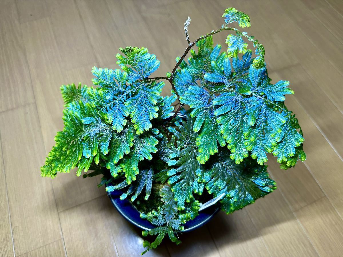 【極蒼】selaginella willdenowii セラギネラ　ウィルデノウィー_画像1