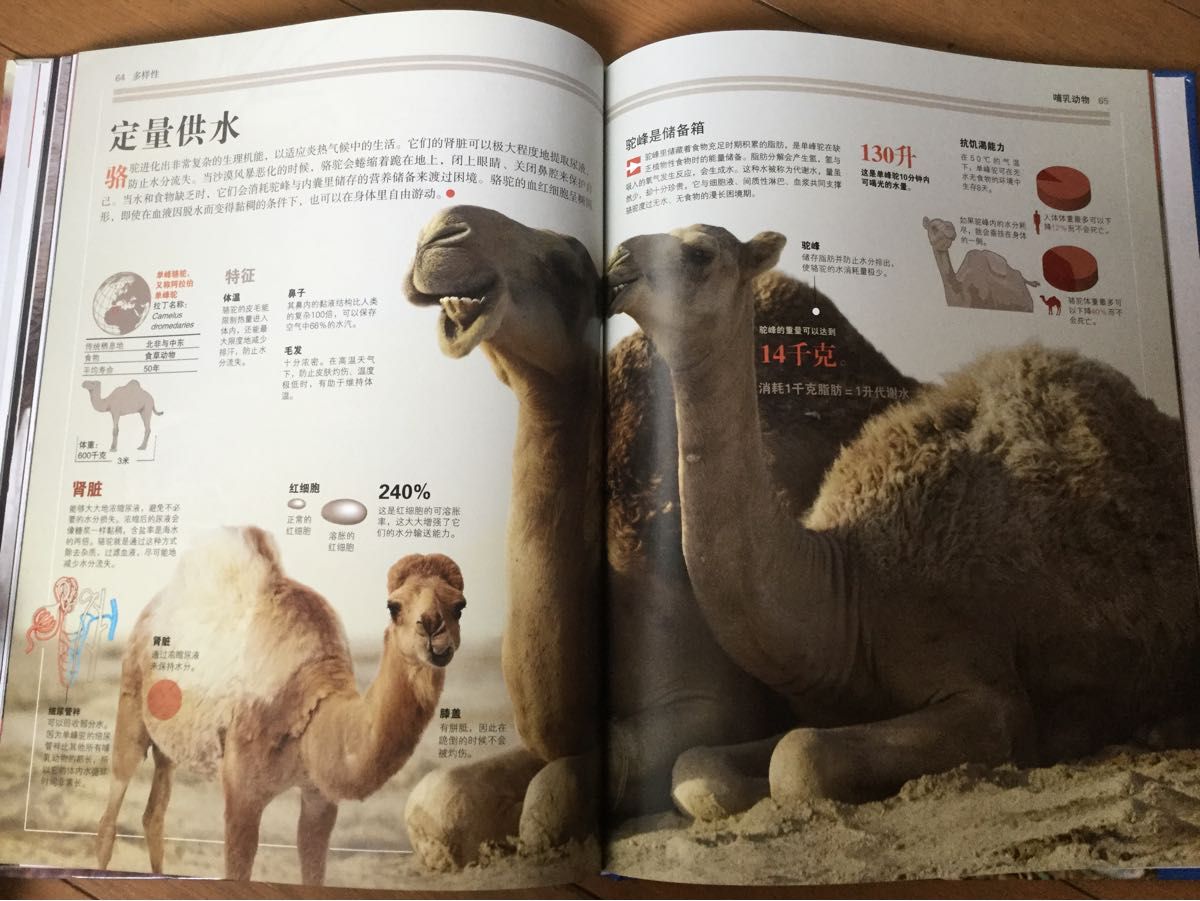 哺乳物　哺乳動物 Britannica  図鑑　動物