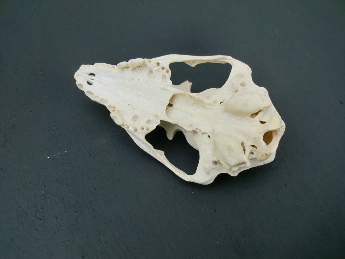 長期保管 スカル 小動物 頭骨 下顎無し 骨 タヌキ? ハクビシン 長期保管 スカル 小動物 頭骨 下顎無し 骨 タヌキ? ハクビシン