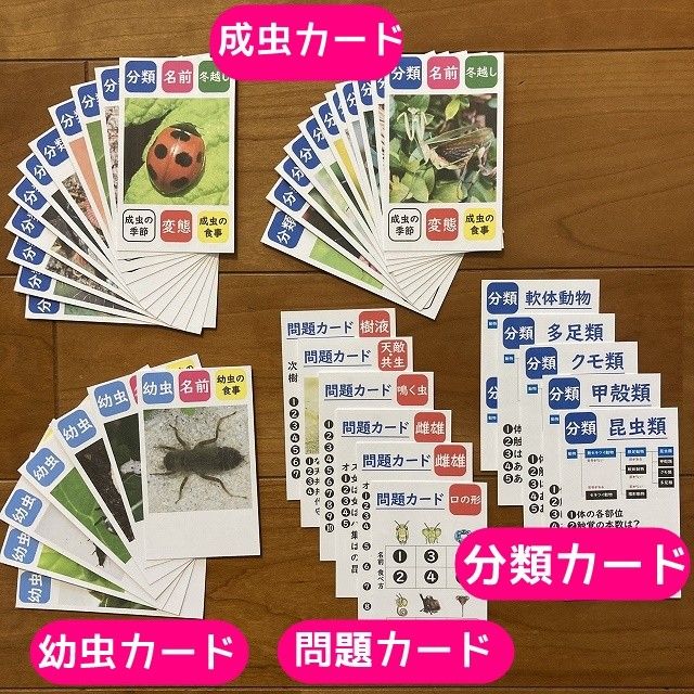 【期間限定特価】昆虫カード