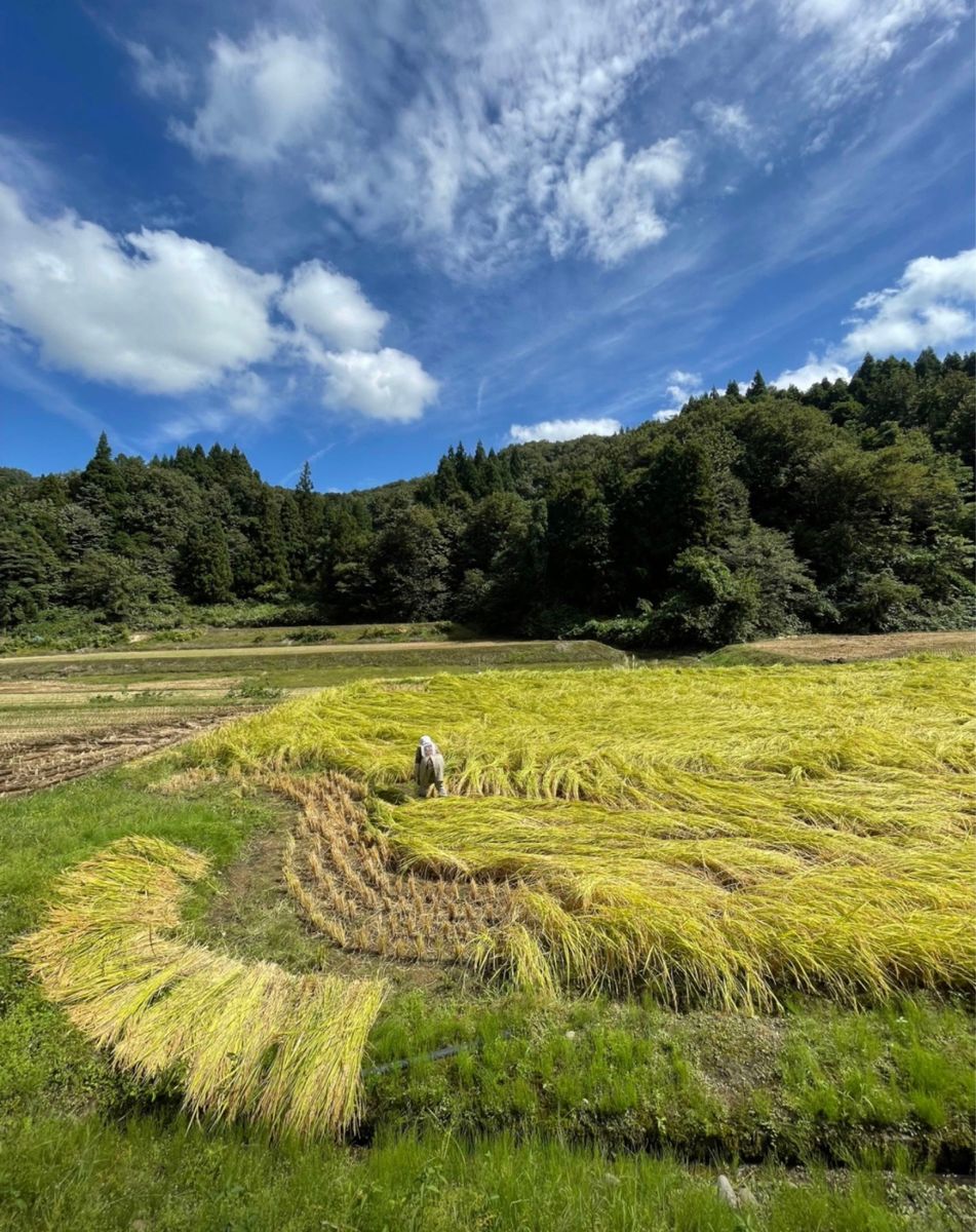 令和5年度新米　新潟県産コシヒカリ　玄米30キロ