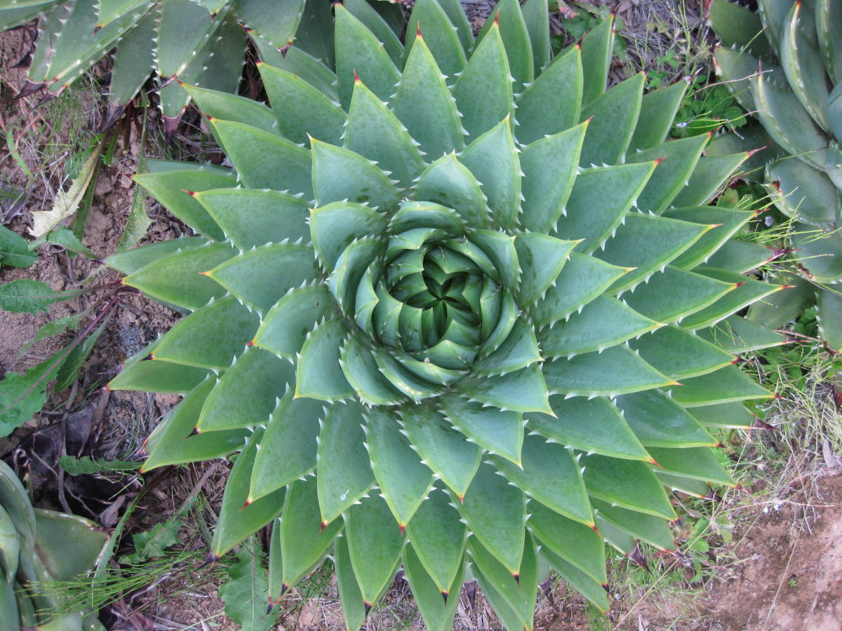 送料込み全国一律// アロエ ポリフィラ Aloe polyphylla 右回転 葉数100枚以上 W45cm以上