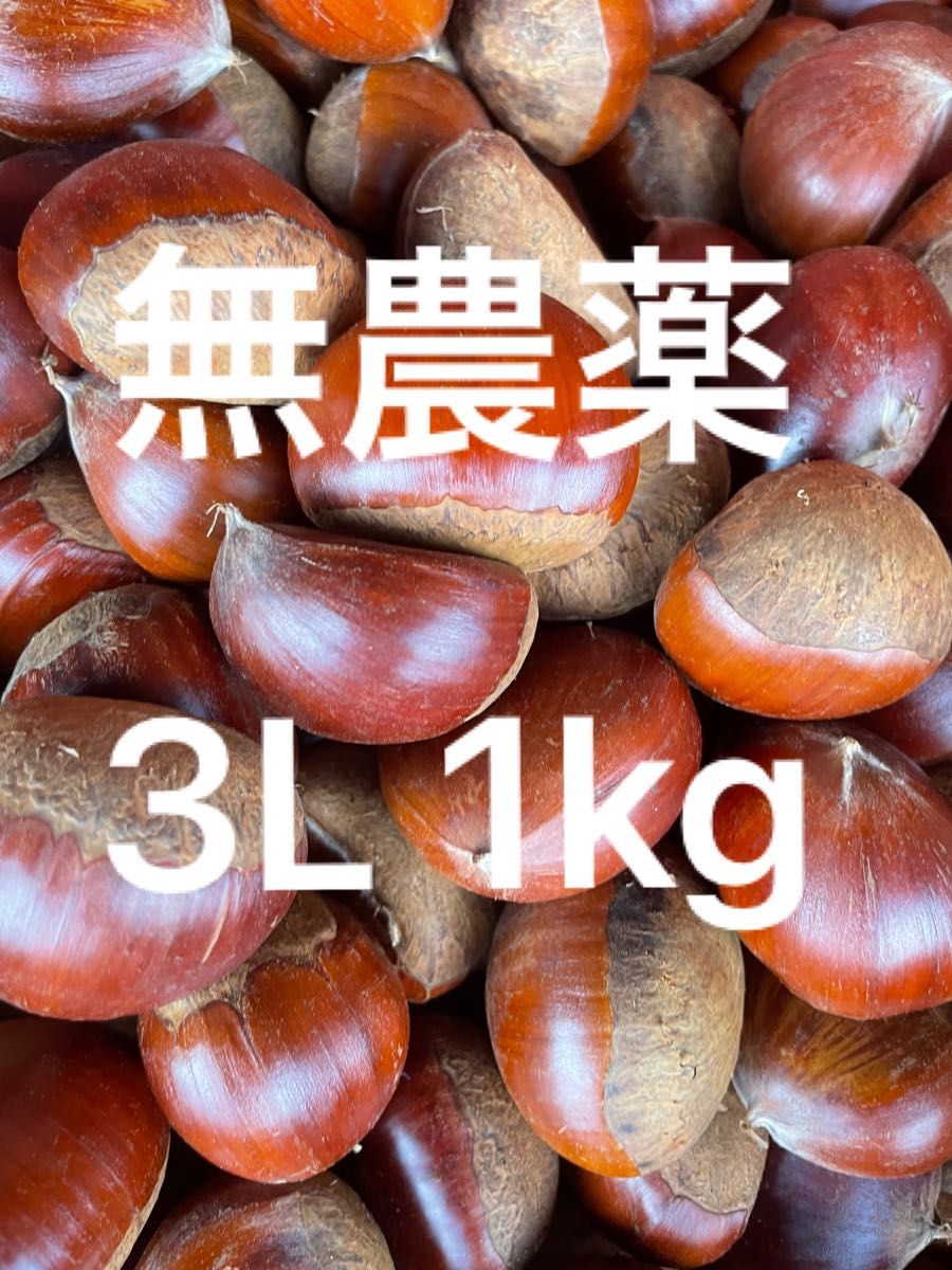 農薬不使用生栗　大粒３Ｌサイズ　１kg入　茨城県産