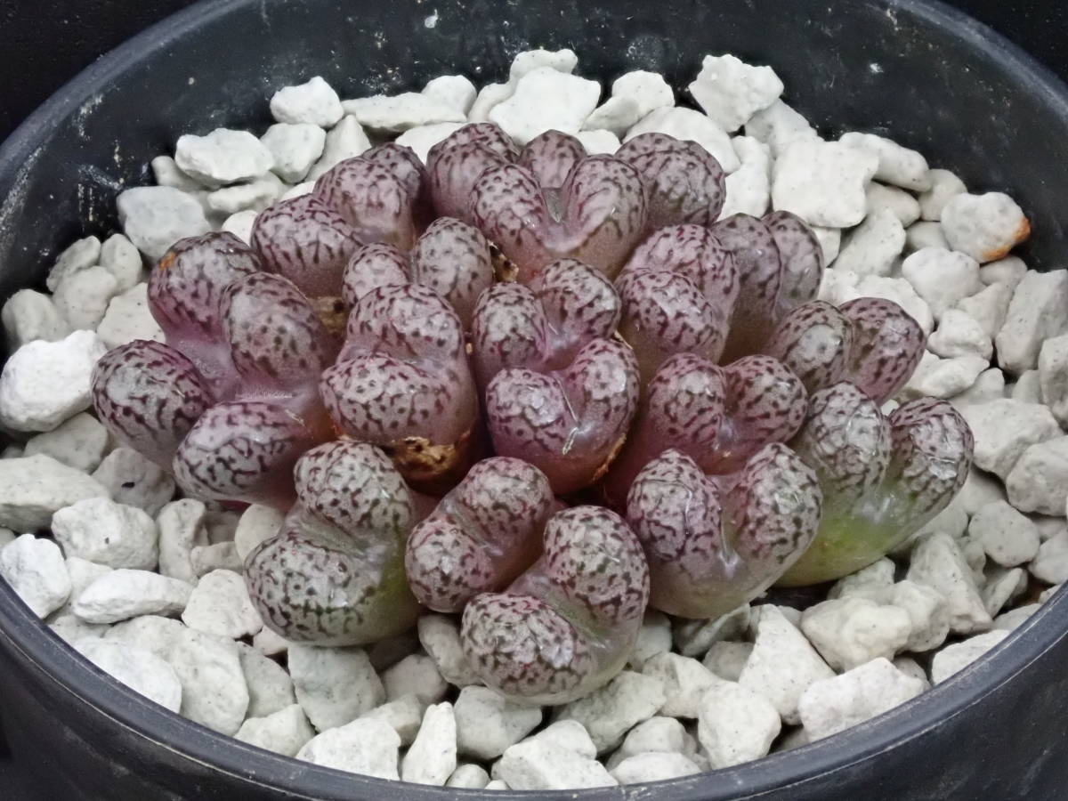 ルックホフィー　Conophytum　luckhoffii　コノフィツム 　多肉植物_画像3