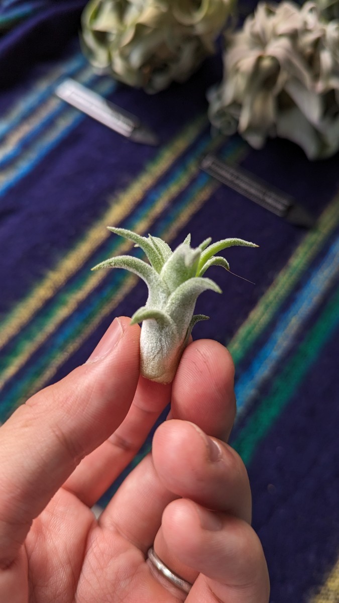 Tillandsia vanhyningii ‘Green Dragon’ エアープランツ ティランジア キセログラフィカ_画像4