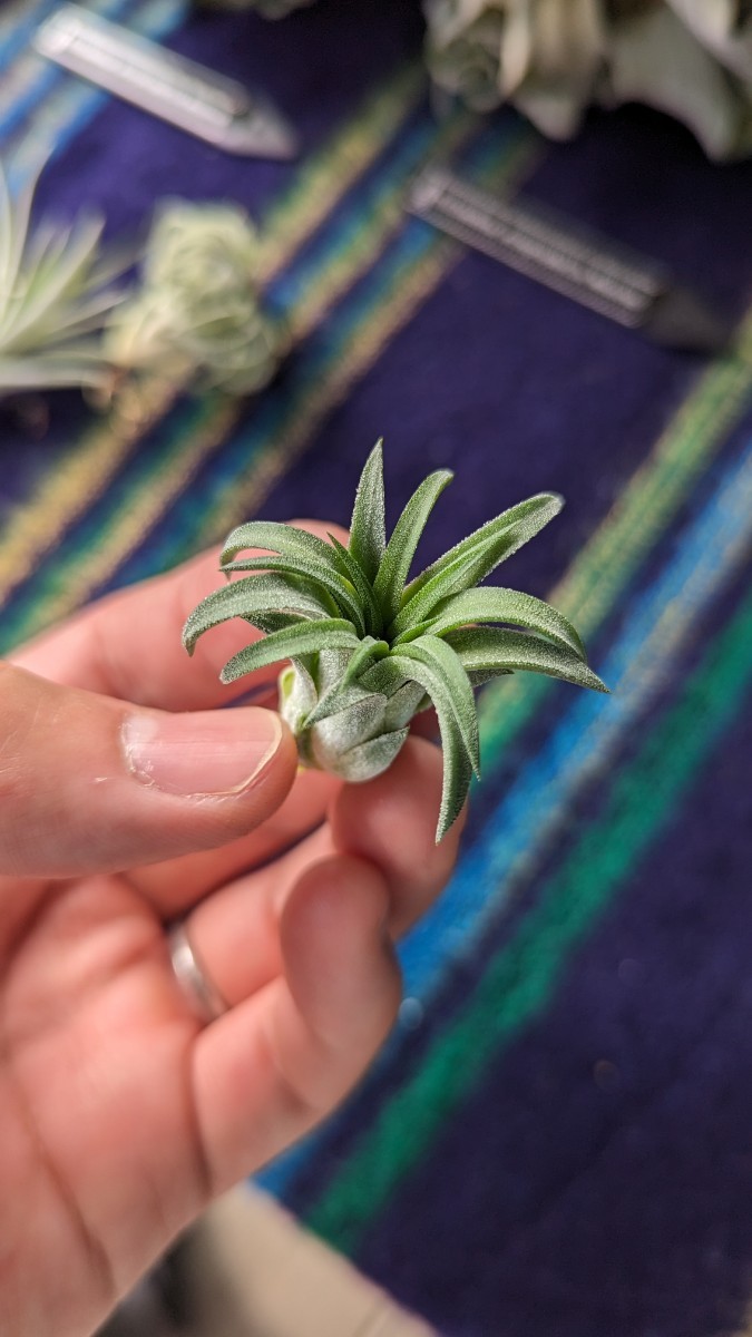  Tillandsia ionantha ‘Curly Giant’ from TI. ティランジア エアプランツ イオナンタ_画像3