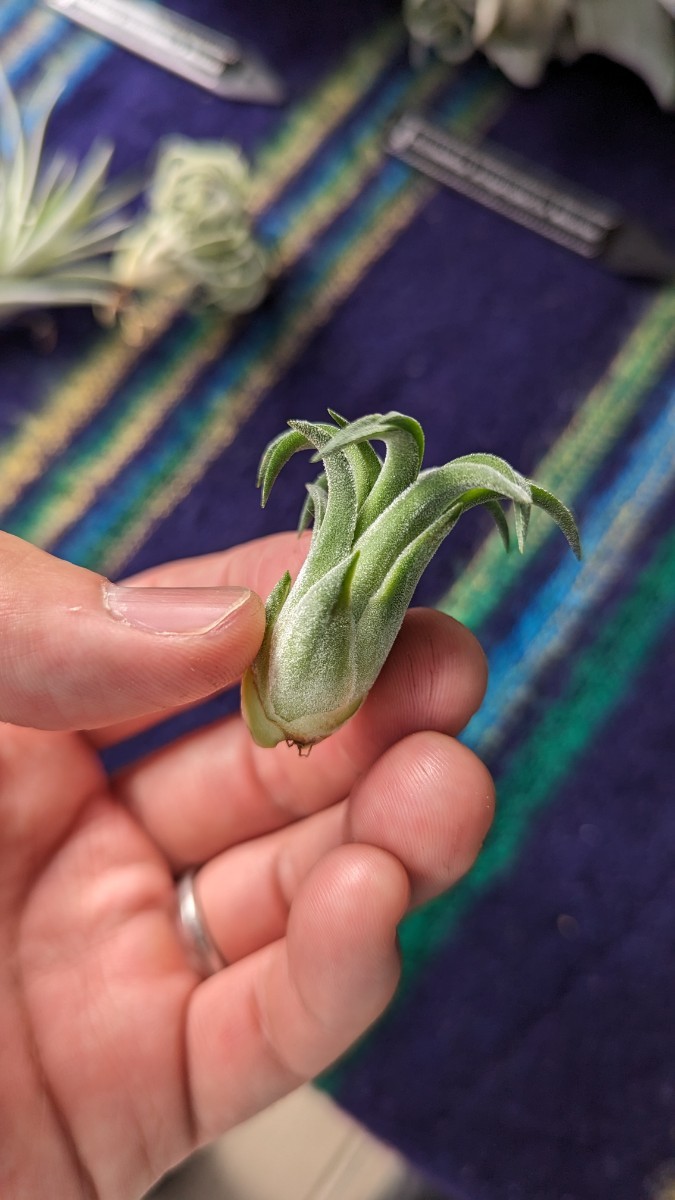  Tillandsia ionantha ‘Curly Giant’ from TI. ティランジア エアプランツ イオナンタ_画像1