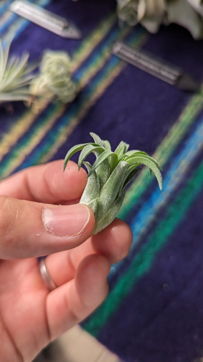  Tillandsia ionantha ‘Curly Giant’ from TI. ティランジア エアプランツ イオナンタ_画像2