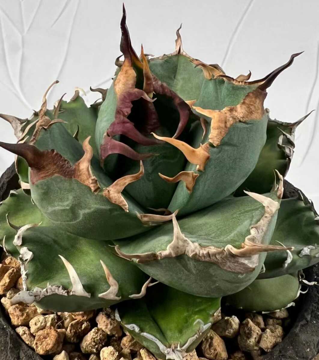 [ super beautiful shape rare kind ] original . agave . circle finest quality stock departure root settled circle leaf * short leaf ( Akuma-kun green . cow is tes