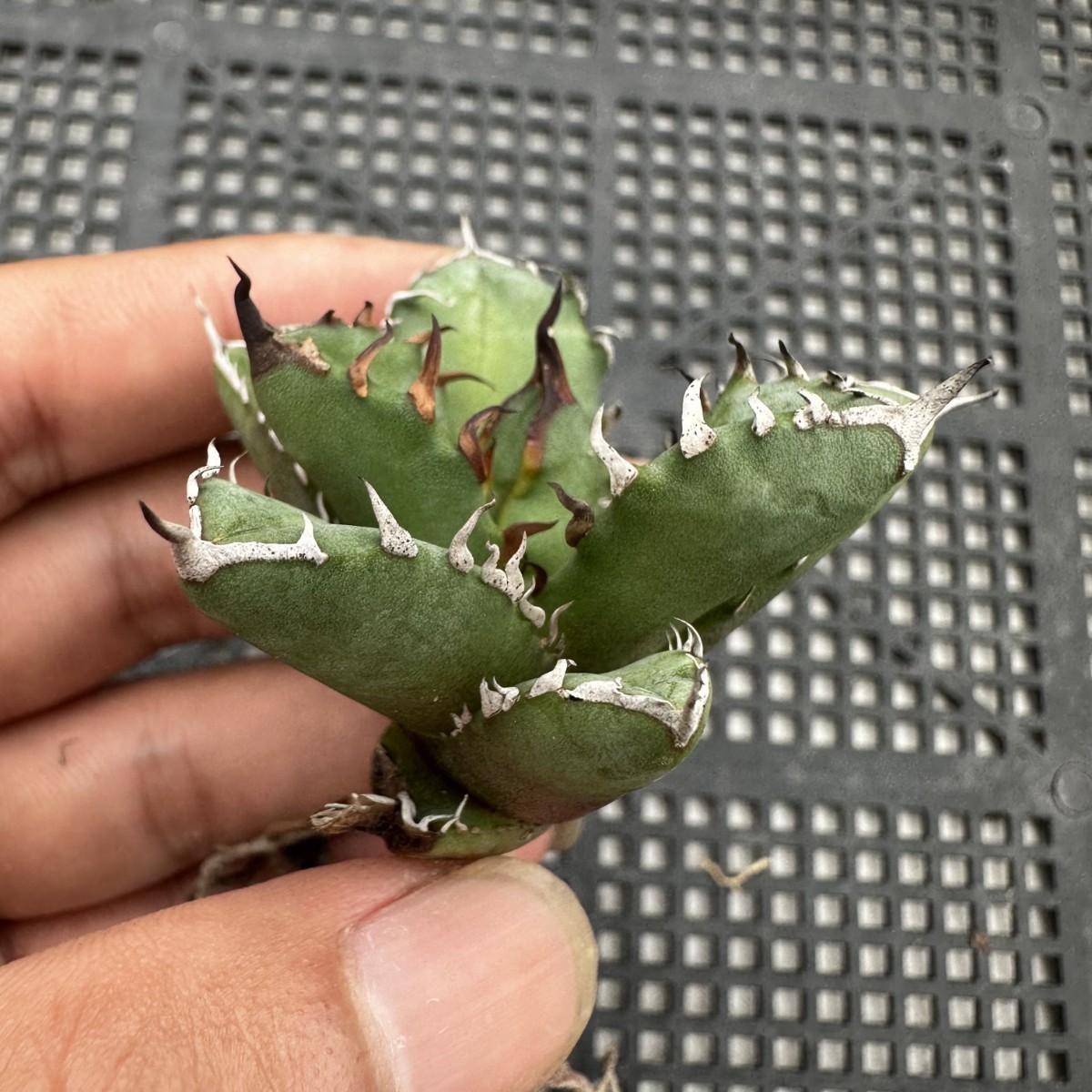 [ super beautiful shape rare kind ] original . agave . circle finest quality stock departure root settled circle leaf * short leaf ( Akuma-kun green . cow is tes