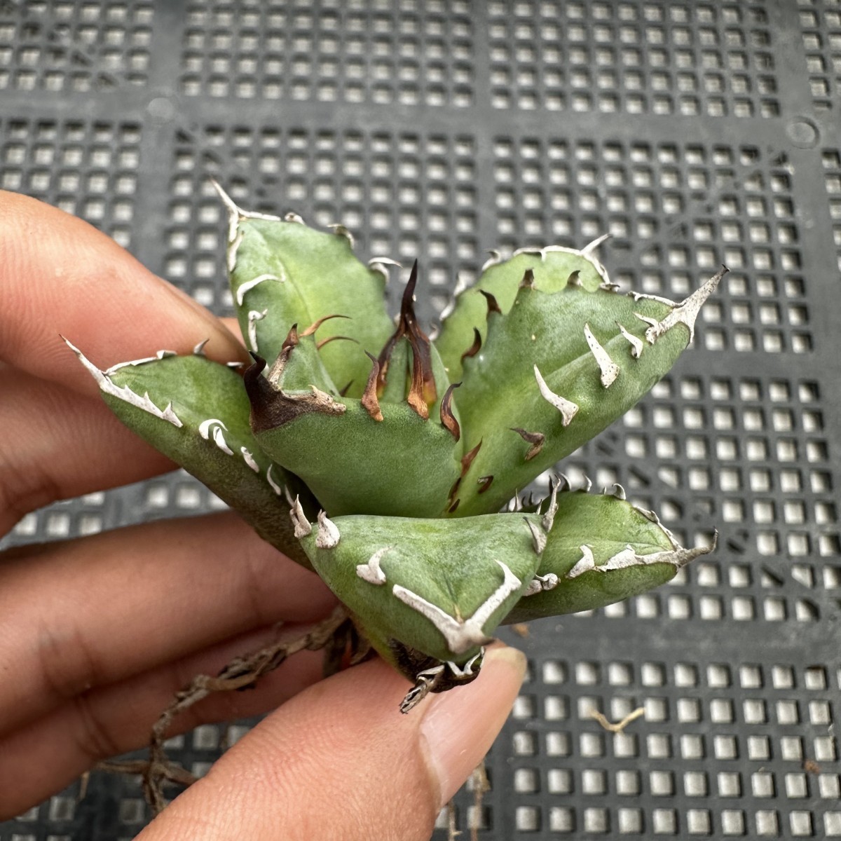 [ super beautiful shape rare kind ] original . agave . circle finest quality stock departure root settled circle leaf * short leaf ( Akuma-kun green . cow is tes