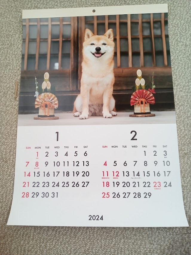 ★すぐに発送します!★【大きいサイズ! 柴犬 壁掛けカレンダー 2024年 52x36㎝ B3】しば イヌ いぬ ドッグ まめ柴 こよみ 暦 _画像1