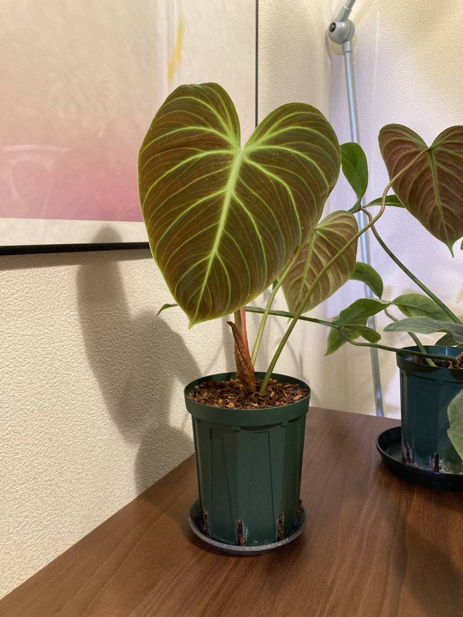 フィロデンドロン・エルチョコレッド(Philodendron El Choco フィロデンドロン・エルチョコレッド(Philodendron El Choco