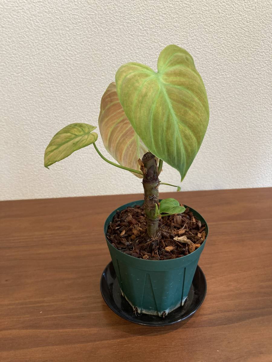 フィロデンドロン・エルチョコレッド(Philodendron El Choco フィロデンドロン・エルチョコレッド(Philodendron El Choco