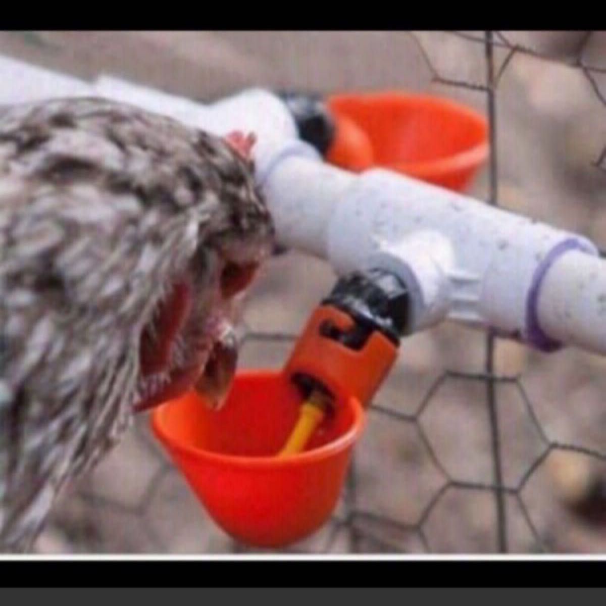 10個 給水器 ウズラ 姫 鶏 アヒル チャボ カモ コールダック 水汚れ難い 分解可能 鳩 インコ 水入れ 餌 ハムスター 小鳥