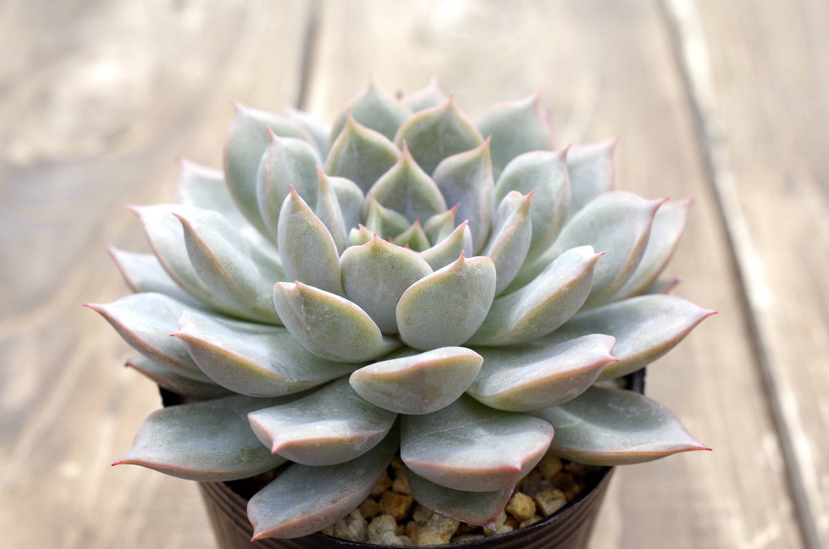 【極上品】エケベリア ミックスベリア プリンセスティアラ Echeveria 'Princess tiara' 多肉植物 おらいさん 自家繁殖苗_画像2