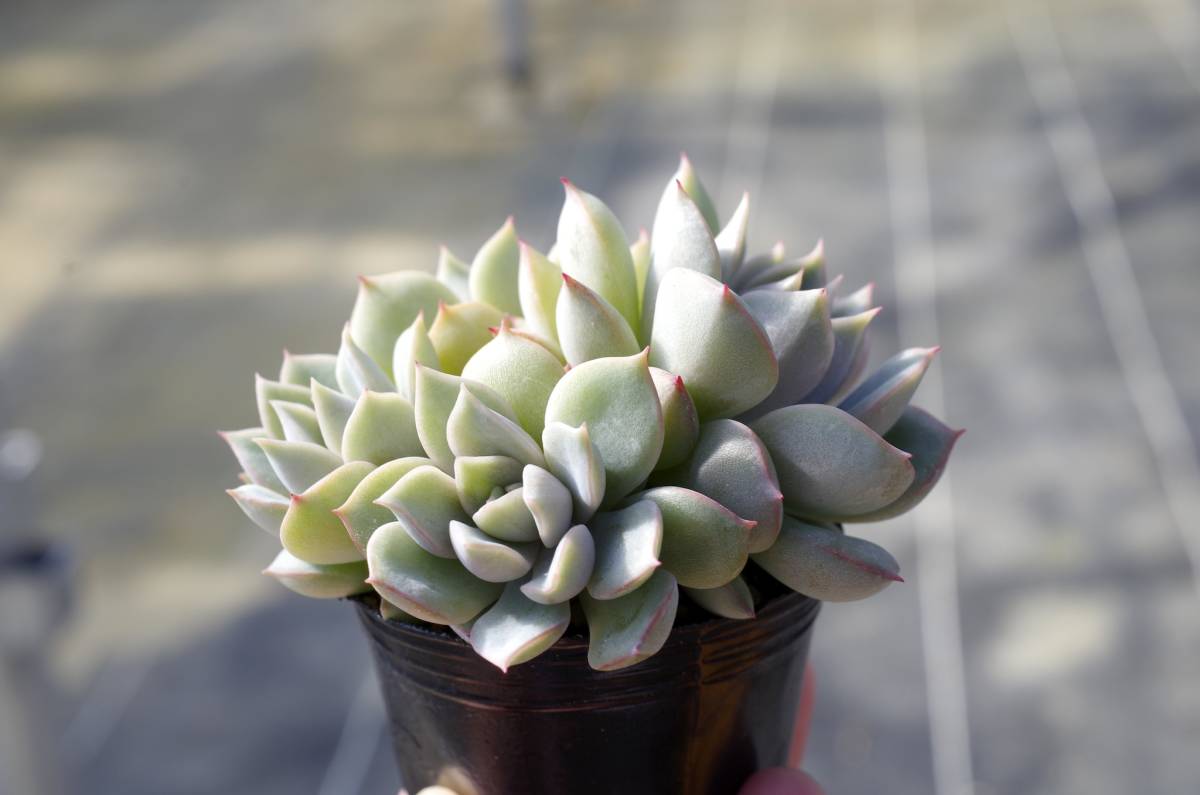 【極上品】エケベリア ミックスベリア プリンセスティアラ Echeveria 'Princess tiara' 多肉植物 おらいさん 自家繁殖苗 多頭_画像2