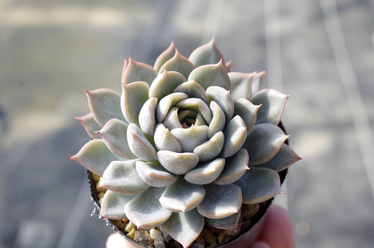 【極上品】エケベリア ミックスベリア プリンセスティアラ Echeveria 'Princess tiara' 多肉植物 おらいさん 自家繁殖苗_画像1