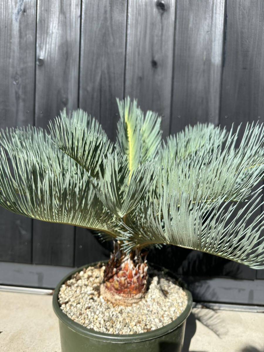 Yahoo!オークション - cycas cairnsiana サイカス Yahoo!オークション - cycas cairnsiana サイカス