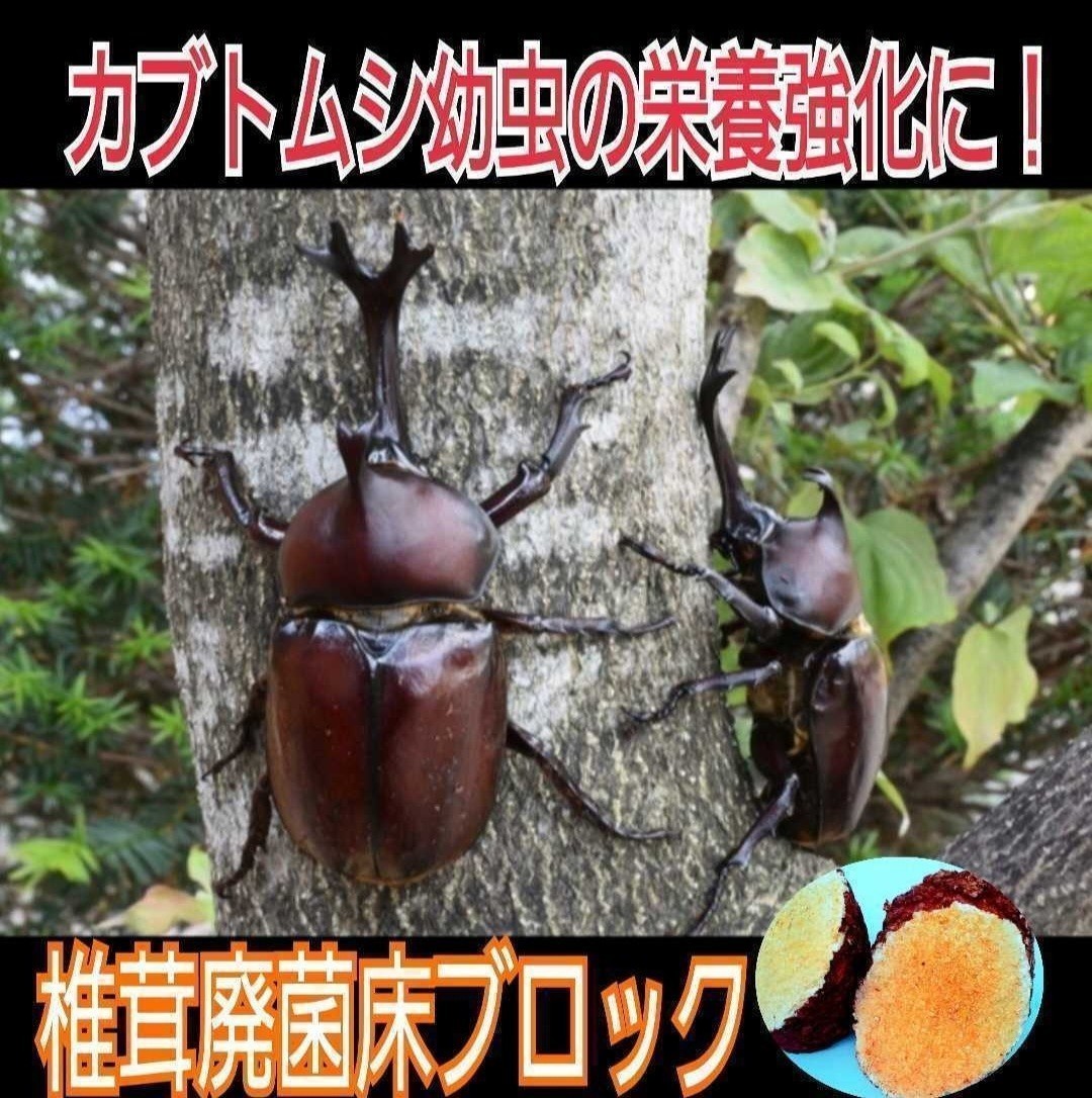 カブトムシ幼虫の栄養強化に抜群！椎茸菌床ブロック【3個】　丸ごとマットに埋め込むだけでモリモリ食べます！　クヌギ100％ 原料使用_画像8