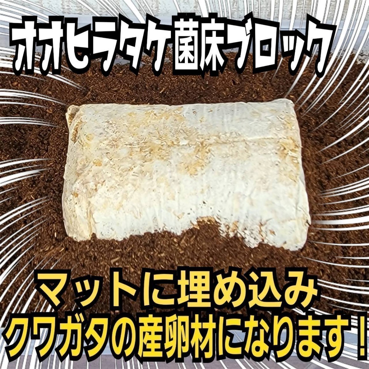 クワガタの産卵木の代わりにどうぞ！　マットに埋め込むだけで爆産！　オオヒラタケ菌床ブロック　割り出しが楽で幼虫がたくさんとれます_画像1