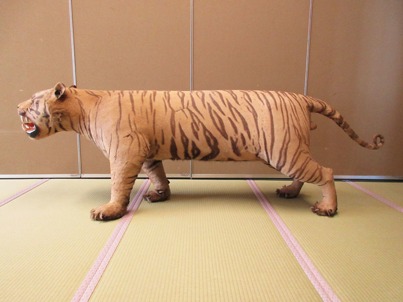 ☆K20 希少・現状品 【トラ】 剥製 はく製 全長(約)236cm ☆K20 希少・現状品 【トラ】 剥製 はく製 全長(約)236cm