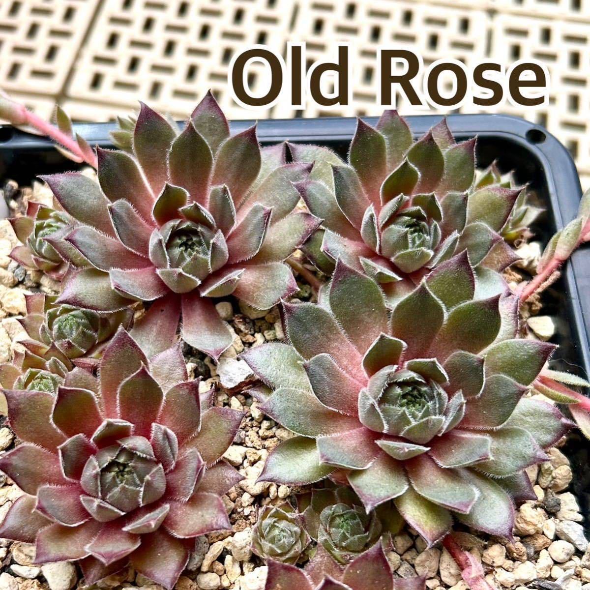 20.【Old Rose】Sempervivum センペルビウム センペル多肉植物_画像1