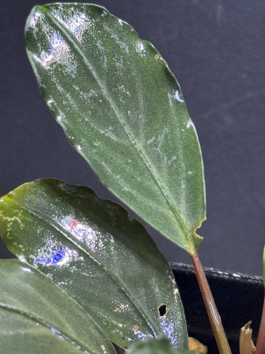 激安正規 Bucephalandra sp. silver gray 水上葉 - ペット用品