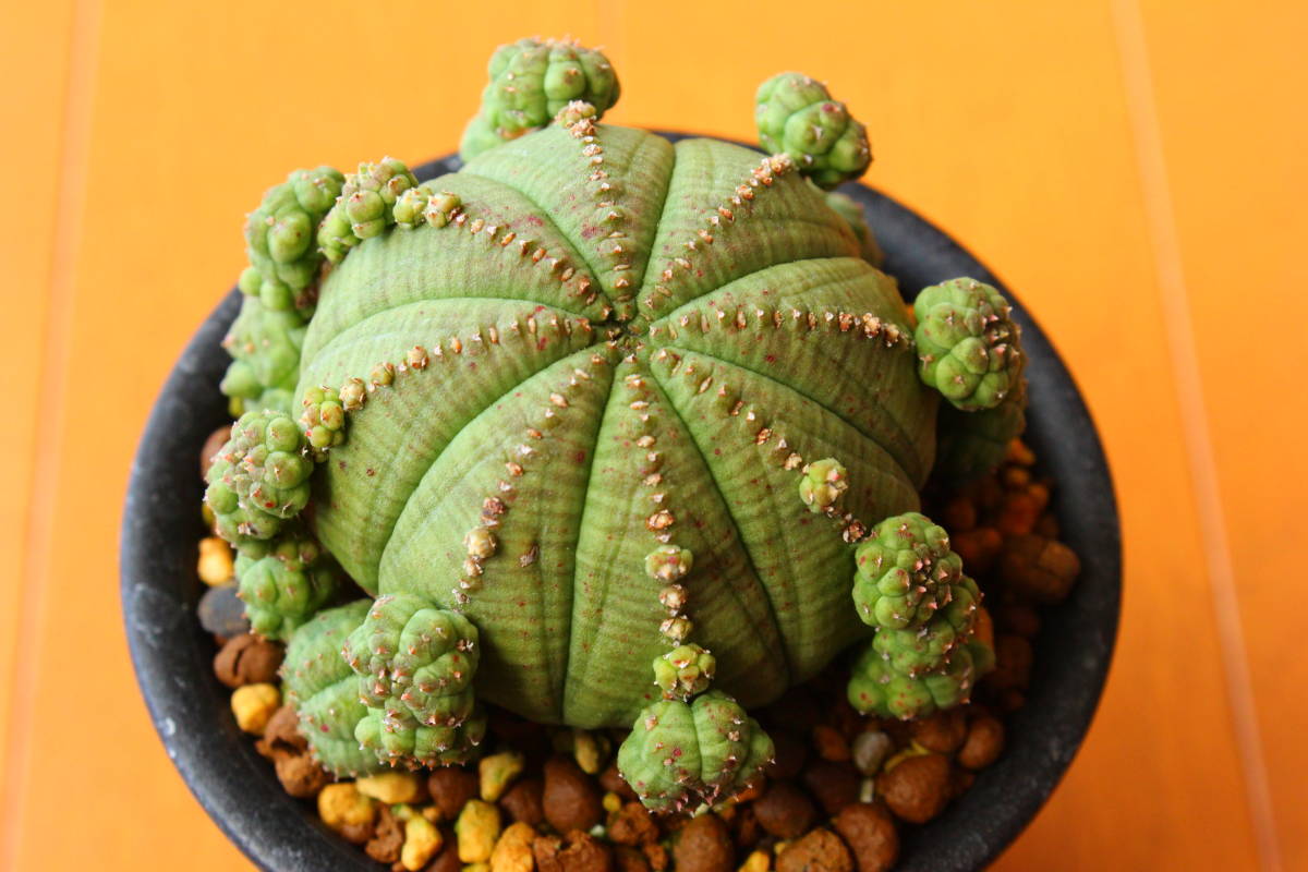 ユーフォルビア・シンメトリカ　仔吹き　長期管理の良質株　Euphorbia obesa ssp. symmetrica　バリダ や ホリダ メロフォルミス 好きな方_画像4